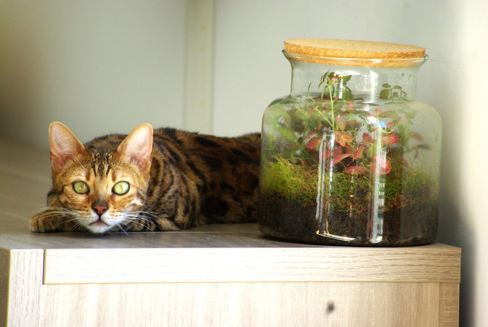 Chat Bengal et terrarium