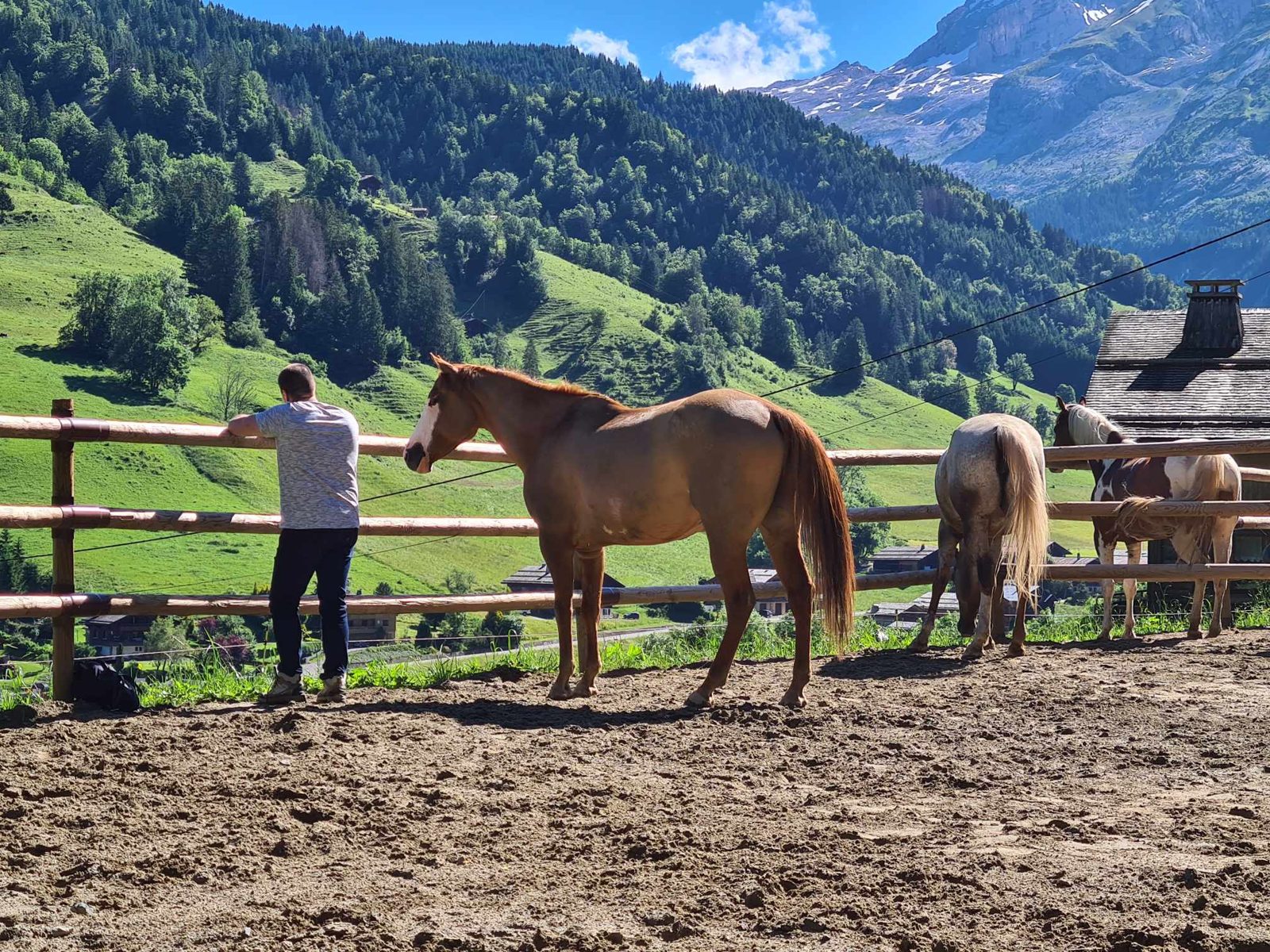 Chevaux en montagne