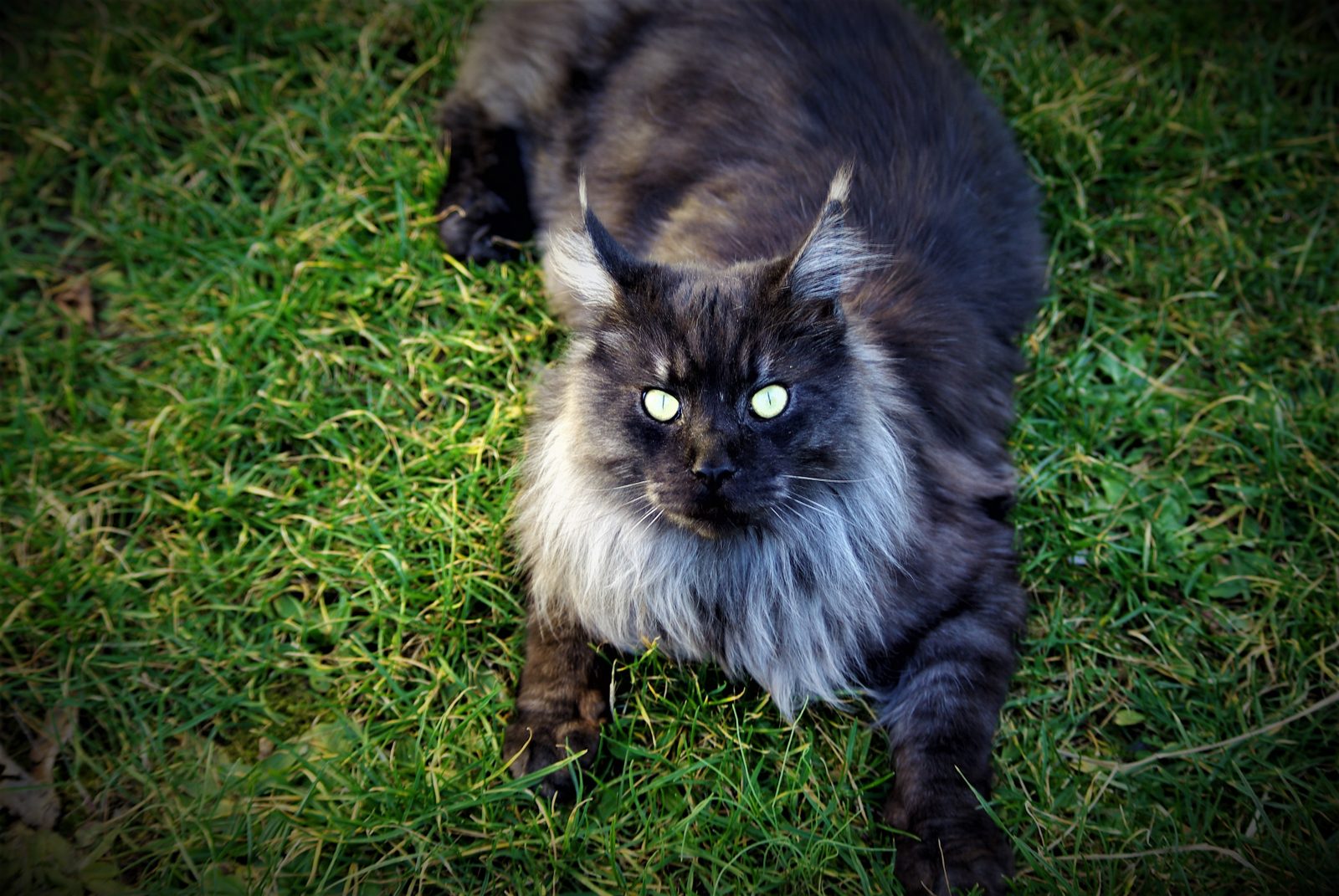 Maine Coon dans l'herbe