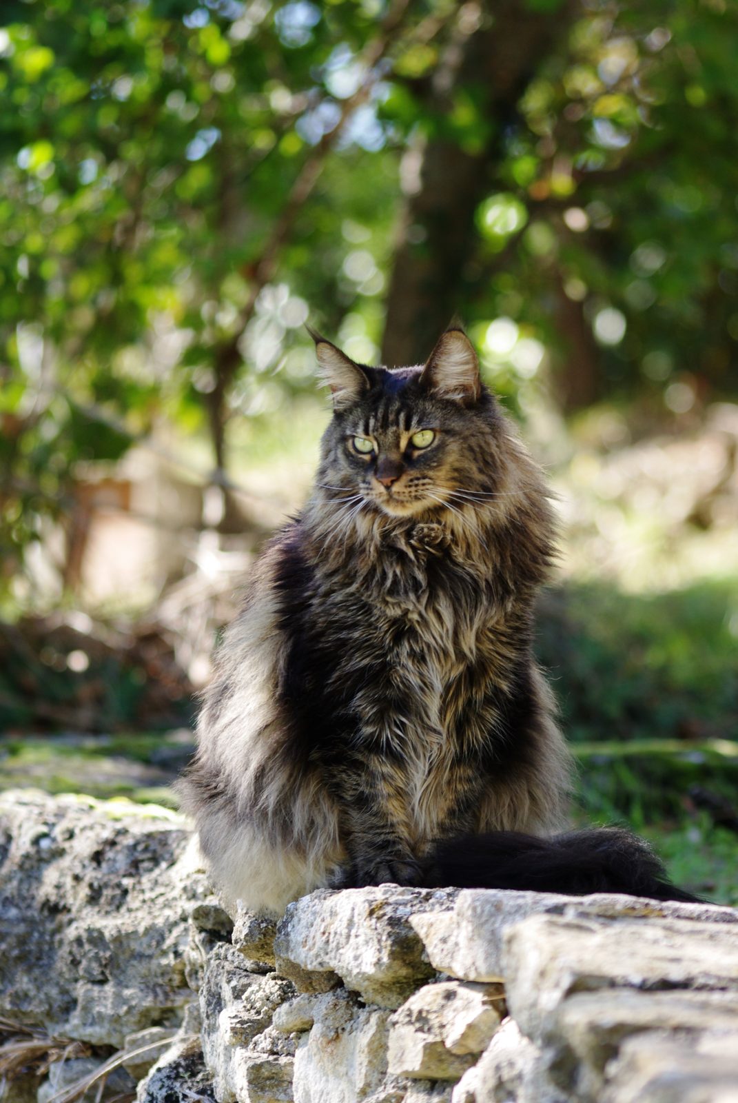 Maine Coon sur un muret