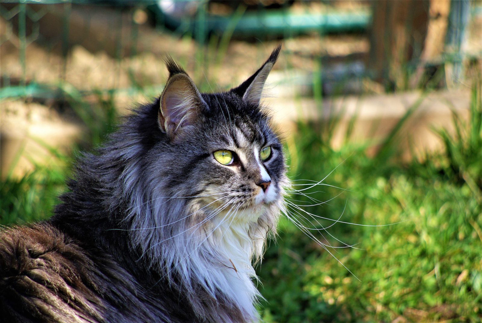 Maine Coon au soleil