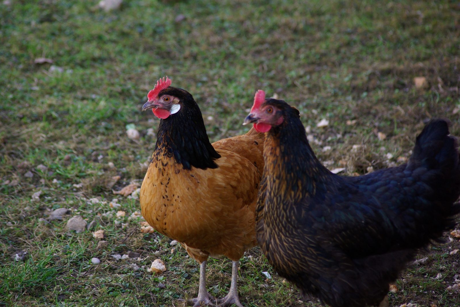 Deux poules