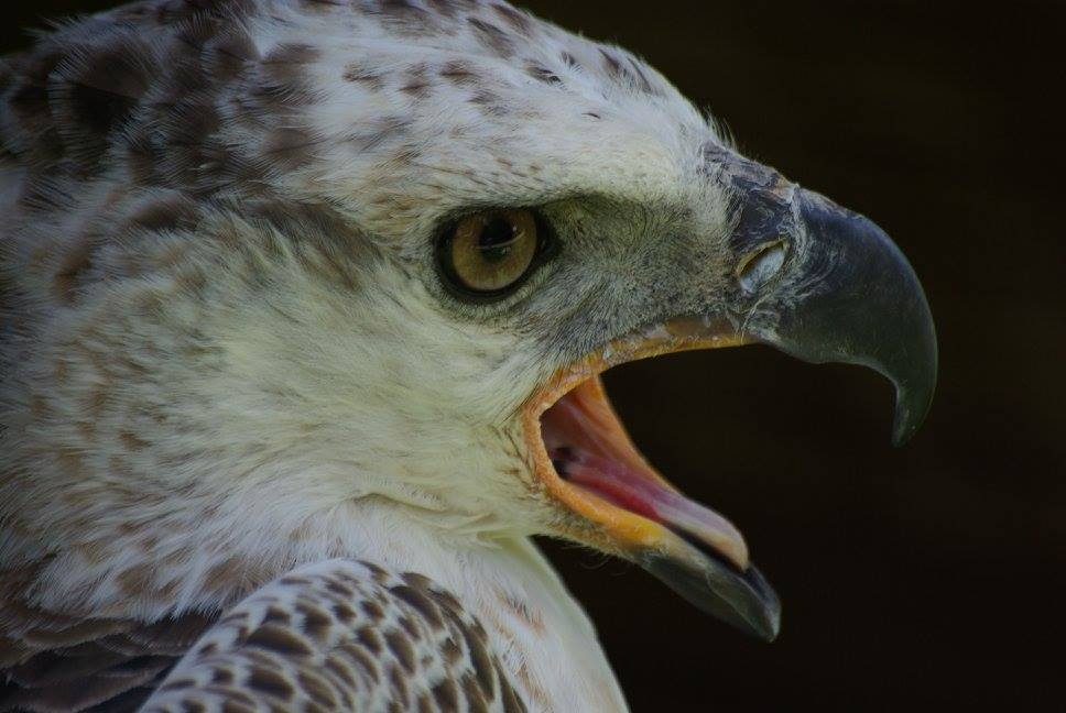 Rapace