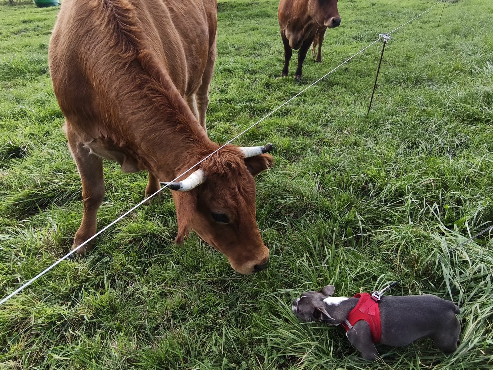 Vache et bouledogue