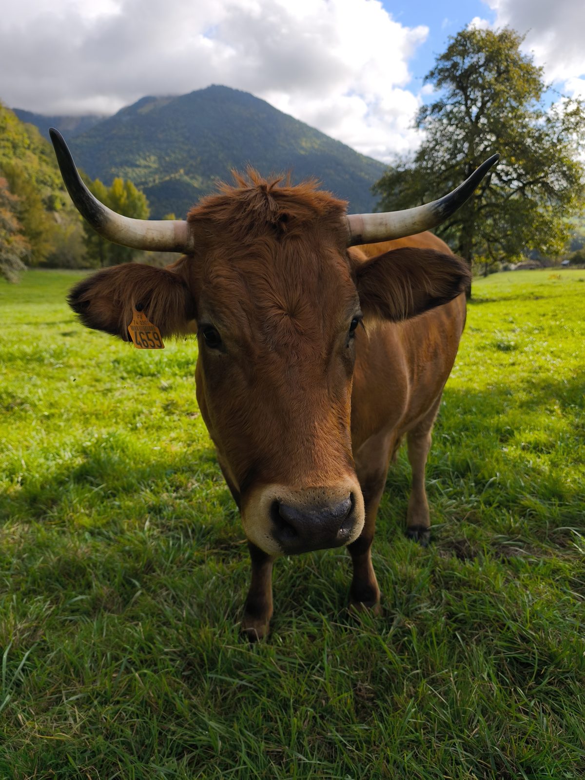 Vache en montagne
